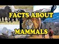 Amazing Mammals and Their Unique Traits