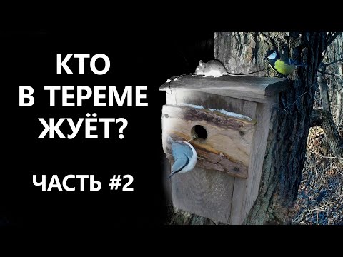 Какие птицы и звери делают запасы на зиму?