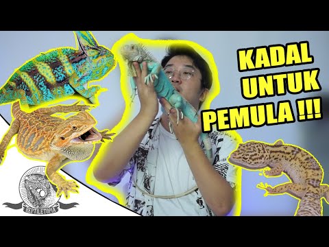 Video: Bisakah kadal menjadi hewan peliharaan?