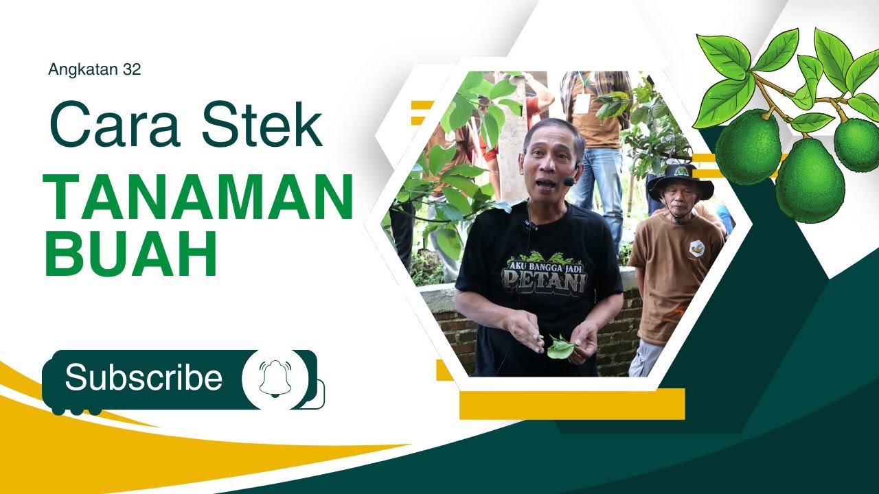 Cara Stek Tanaman Buah