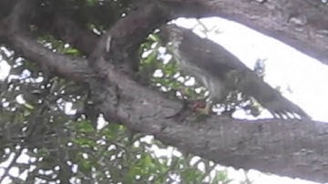 Mockingbirds attack Hawk