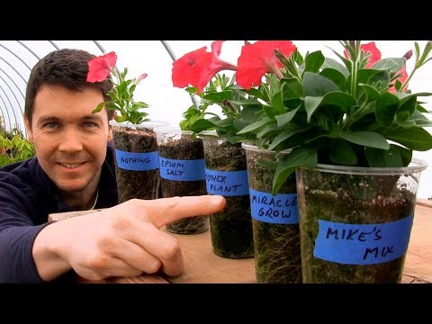 Video: Fertilizers for petunias: manufacturer reviews and tips for use