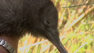 Meet the Locals: Stewart Island kiwi