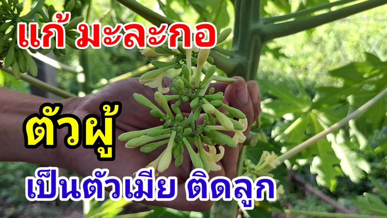 มะละกอตัวผู้