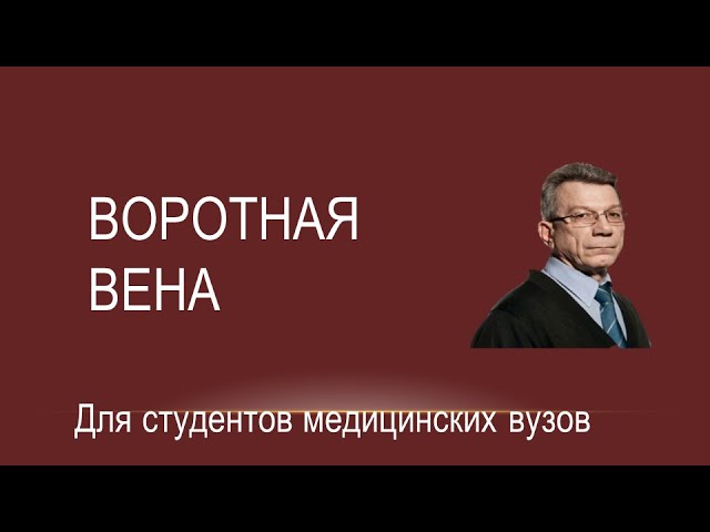 Воротная вена печени