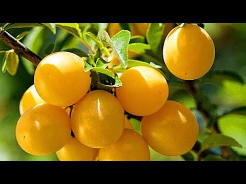 Video: Zašto moje sadnice žute?