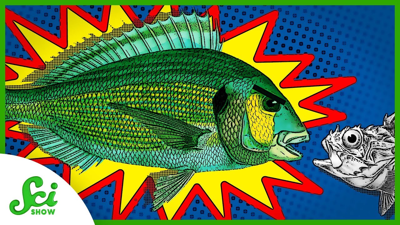 This Fish Bulks Up When Danger is Near