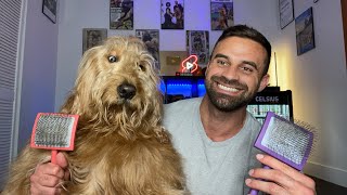 Grooming a GIANT Goldendoodle