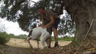 Amstaff Treino De Salto Em Altura ...
