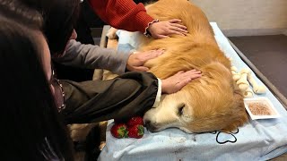 A day to say goodbye to your beloved family. Thank you so far. 【Golden Retriever japan】