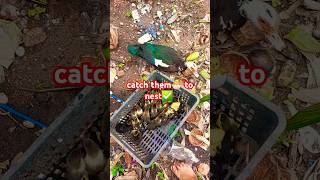catch them🐣 to nest✅ #feeding  #animals #pets #ducklings #birds #subscribe #shortvideo #duck