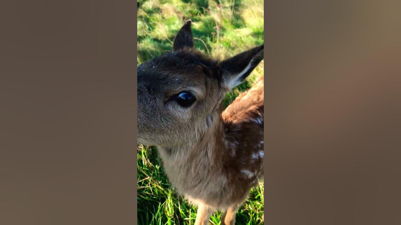 baby-red-deer-nz-youtube