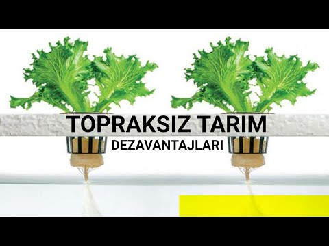 Video: İç Mekan Topraksız Ispanak – Nasıl Topraksız Ispanak Yetiştirirsiniz