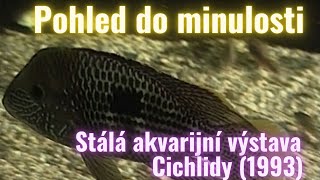 POHLED DO MINULOSTI. Stálá akvarijní výstava. Cichlidy (1993)