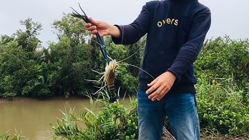 Câu tôm càng xanh khổng lồ