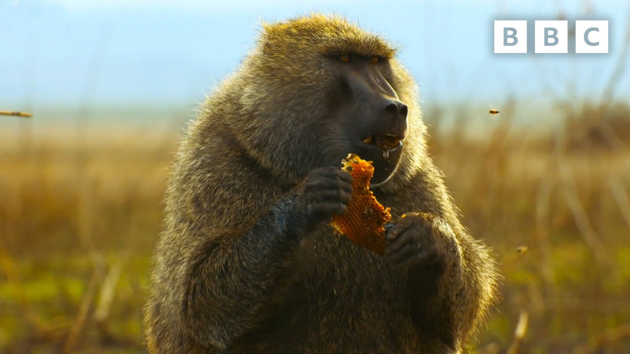 The Life Story of Cindy the Baboon
