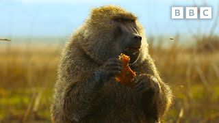 Baboon braves beehive in search for honey | Serengeti  BBC