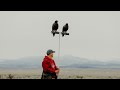 Hunting Jack-Rabbits with Harris's Hawks in Utah: Falconry with Craig Boren