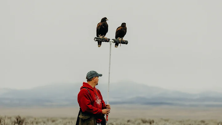 Hunting Jack-Rabbits with Harris's Hawks in Utah: ...