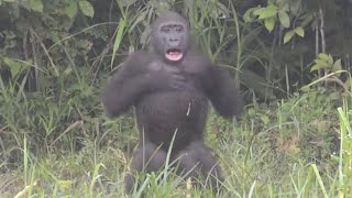 Meet Cute &amp; Cool Gorillas in Real Life