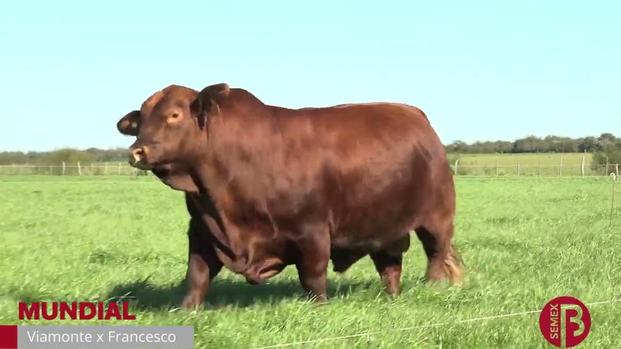 MUNDIAL- BRANGUS COLORADO - SEMEX - CIAVT