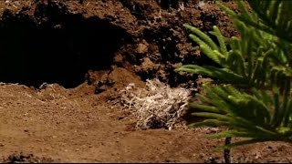 Walking With Dinosaurs Ep1 New Blood