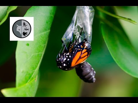 Vidéo: Quelles fleurs aiment les papillons monarques ?