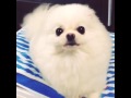 散歩に行きたいポメラニアン