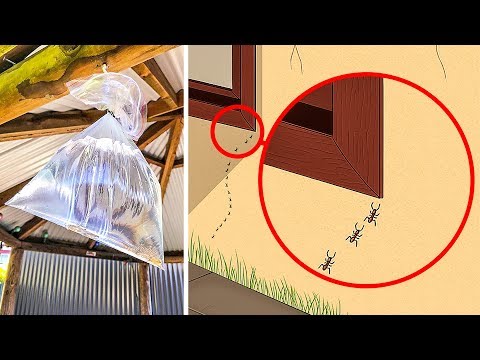 evinizdeki sineklerden ve böceklerden kurtulmanın 10 yolu