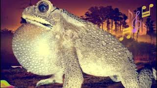 Suara Kodok Bangkong Kolong pengantar tidur