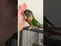 Fun Bird Tricks with Scampi the Green Cheeked Conure