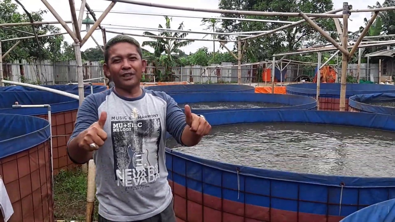 Beternak LELE itu MUDAH ngapain mesti dibuat SULIT 