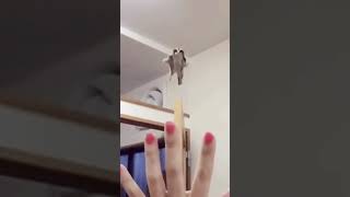 Sugar Glider #Animals #Shorts  #Cute