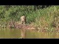 Mick jaguar goes hunting in the pantanal brazil