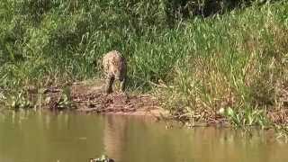 'Mick Jaguar' Goes Hunting in the Pantanal, Brazil