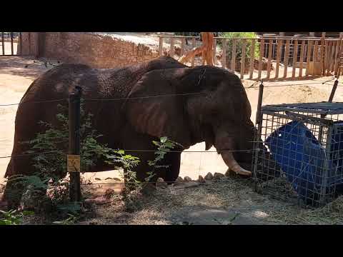 A feeding equipment for African elephant