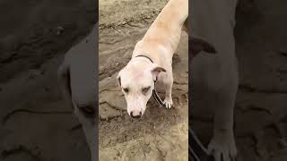 #pakistani buli#female#top#quality#plz video ko#like#share#plz_subscribe_my_channel#suport me plz🙏❤️