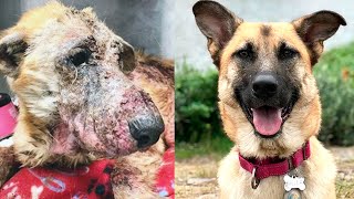 Before and After Adoption: Street Animals' Inspiring Journey to a Better Life by Awesome Animals 2,640 views 6 months ago 21 minutes