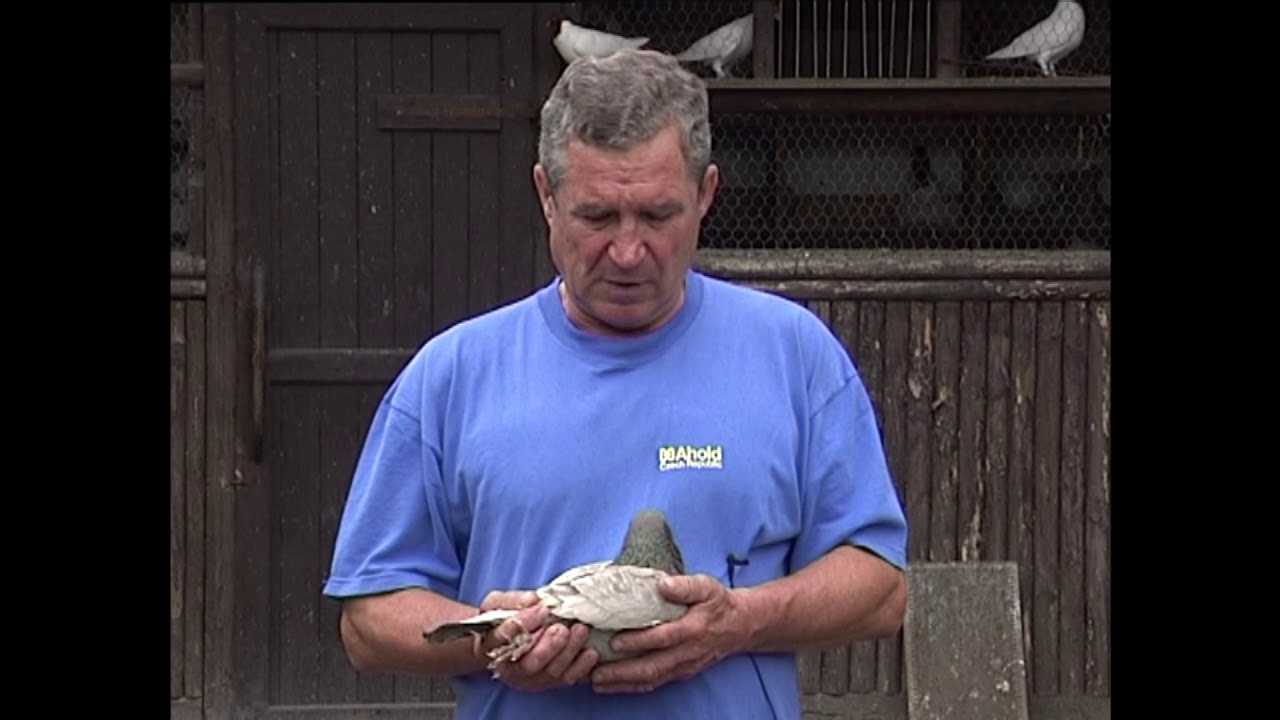 Kralupy TV: Chovatelství pana Michala Danišoviče - díl 2 (11. 7. 2006)