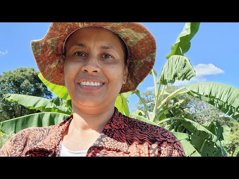 Como a Moringa Pode Agregar Valor aos Dejetos e Reduzir Resíduos: Uma Solução Sustentável.