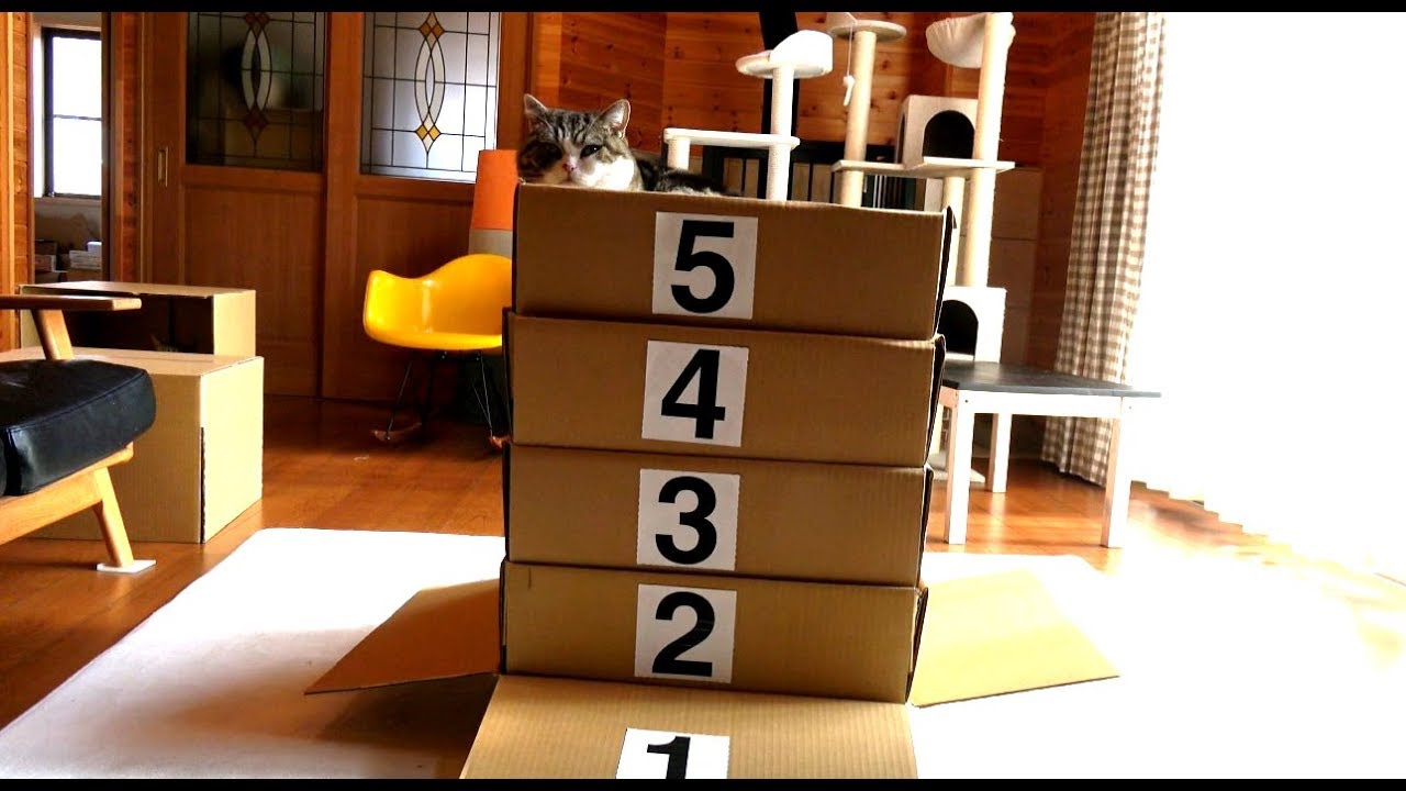 跳び箱とねこ 。-Vaulting box and Maru.- - YouTube
