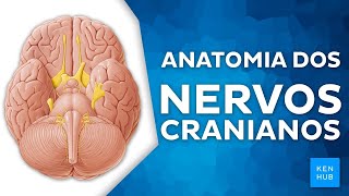 Nervos cranianos: funções, ramos e trajetos - Anatomia Humana | Kenhub
