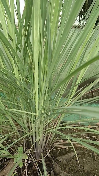Manfaat daun sereh untuk kesehatan #tanamkasihchannel #shorts #obat #manfaat #kasiat #herbal