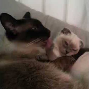 Stepfather and stepson catgrooming