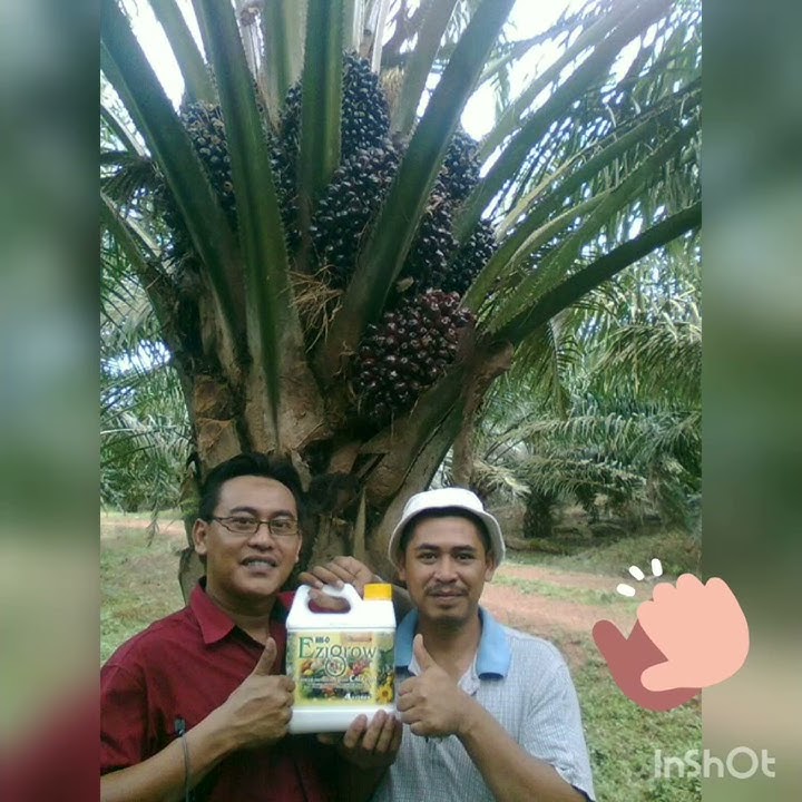 #ezigrow #sawit Cara semburan dan sukatan ezigrow pada pokok sawit