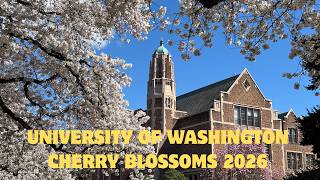 Cherry Blossoms at UW 2026 🌸 | Spring Walk at University of Washington