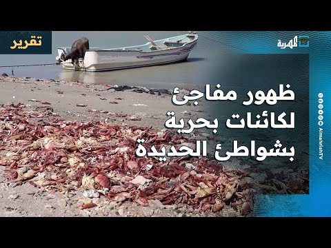 ظهور مفاجئ لكائنات بحرية ميتة في شواطئ الحديدة 