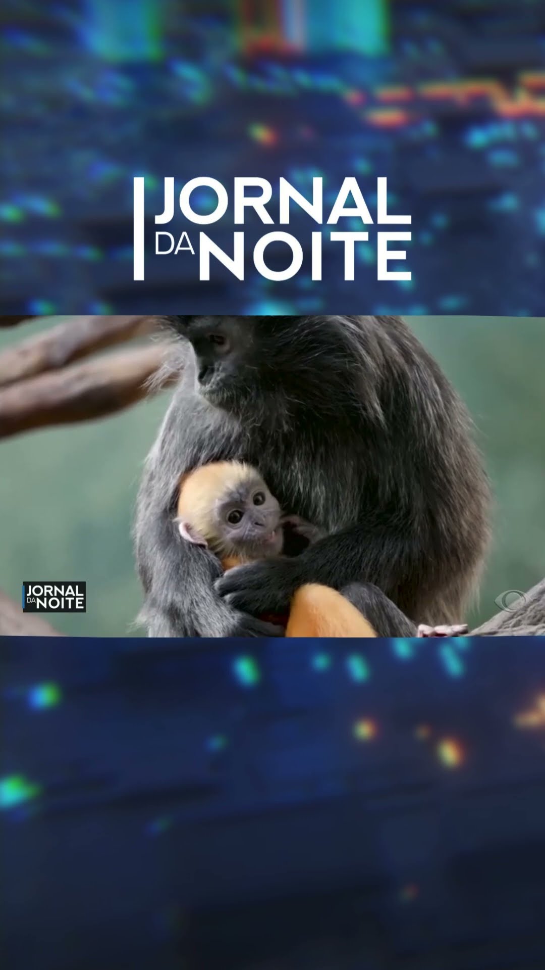 Filhote de macaco laranja faz a primeira aparição em zoológico dos EUA #shorts