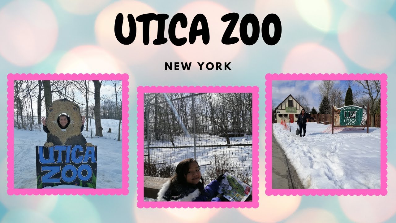 Winter in UTICA ZOO, New York (February 23, 2020) YouTube