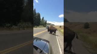 Buffalo Creates Traffic Delay by Crossing Busy Road